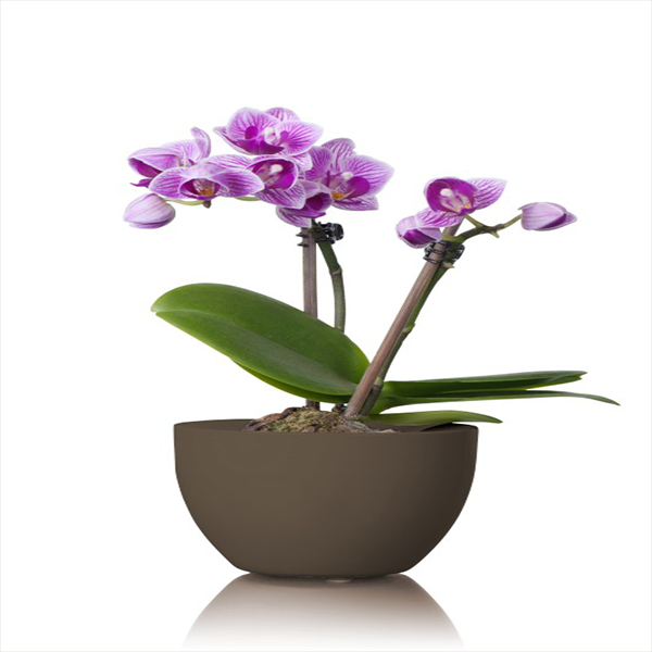 سبراي يونيفيرسال 340 جم لون بني اسبريسو