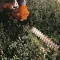 Gasoline Hedge Trimmers 45 CM STIHL