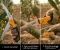 Folding Saw,Heavy Duty 7"/180MM Inch Blade Hand Saw, Quality Steel, Curved Blade Hand Saw For Wood Camping, Dry Wood Pruning Saw