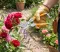 Garden Pruning Shear Bypass Pattern 200mm Or 8 Inch Dipped Handle
